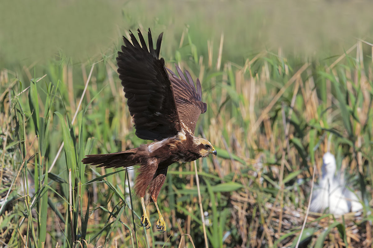 Falco di palude